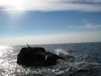 Рифы в Чёрном море Рифы в Чёрном море
